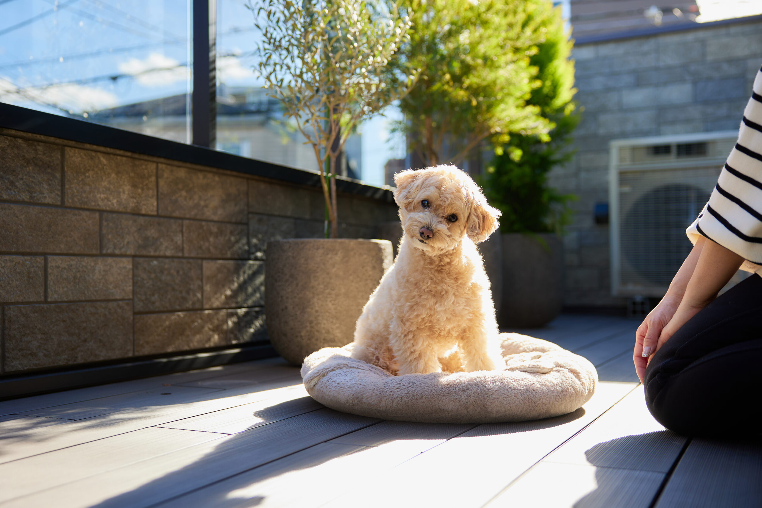 愛犬に優しい洗練された家